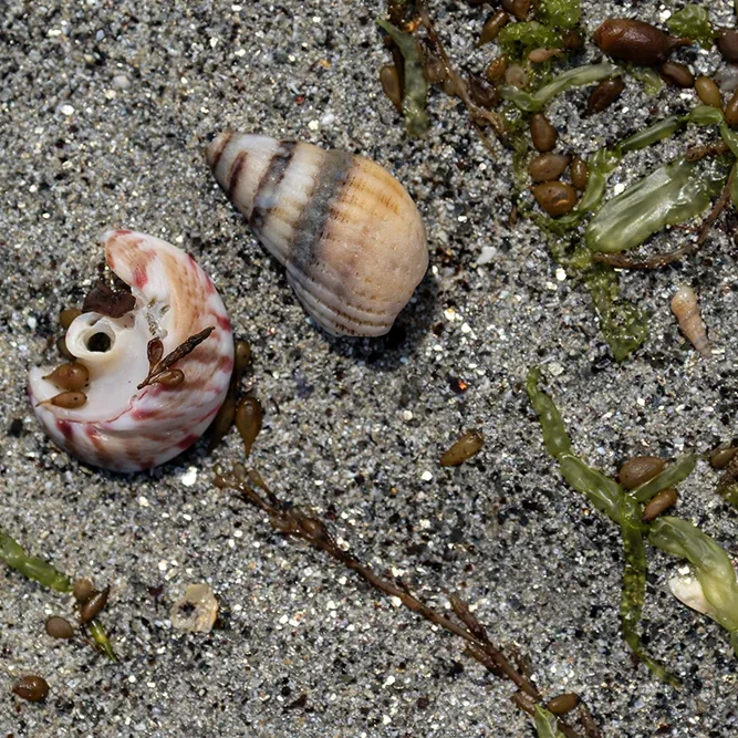 <strong>Vue Sur Mer #2581 - Lancieux | 22</strong> <small>© Rémy SALAÜN</small>