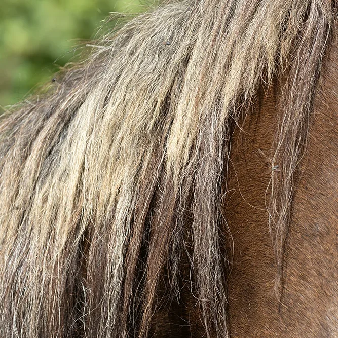 <strong>Animalité #2455 - </strong> <small>© Rémy SALAÜN</small>