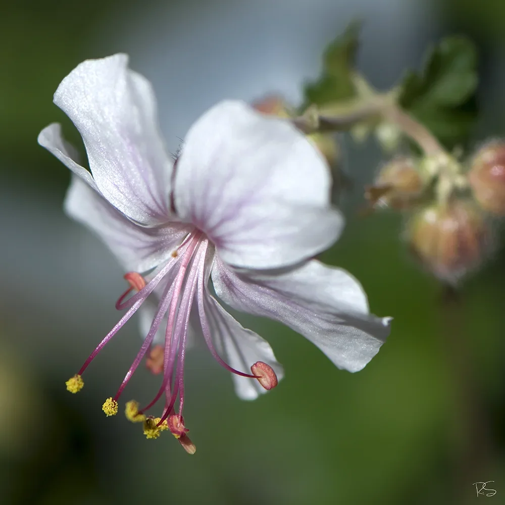 <strong>Flore #1460 - </strong> <small>© Rémy SALAÜN</small>