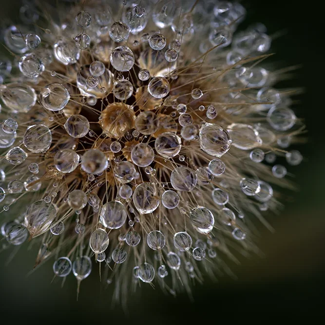 <strong>Après la Pluie #2472 - </strong> <small>© Rémy SALAÜN</small>