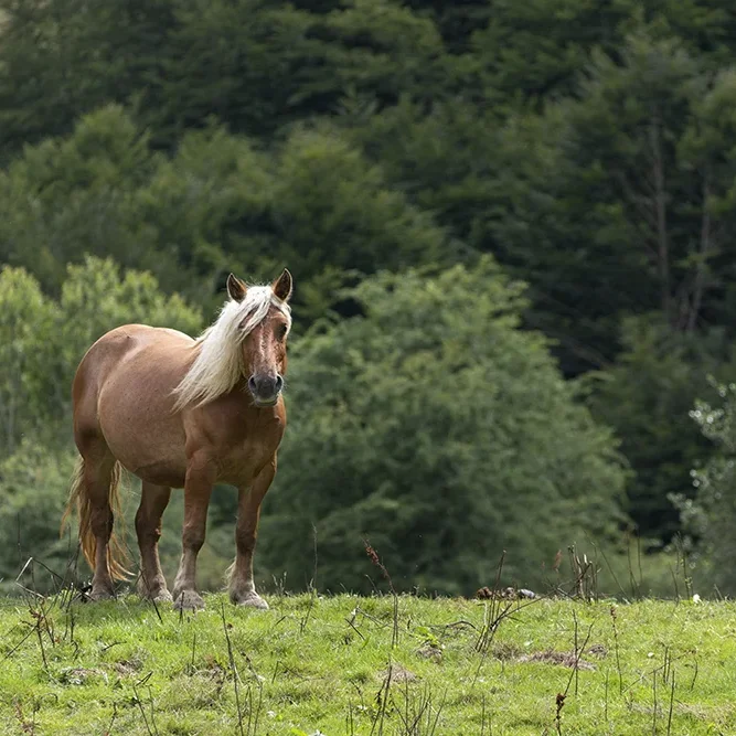 <strong>Animalité #2451 - </strong> <small>© Rémy SALAÜN</small>