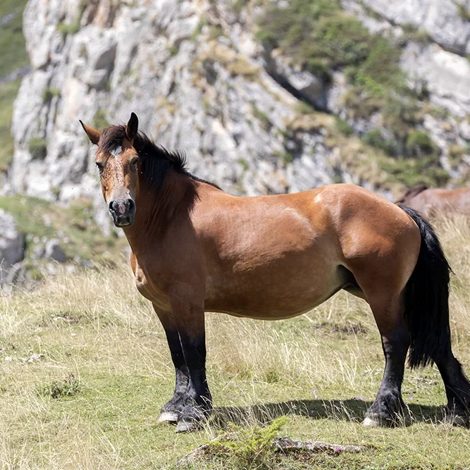 <strong>Animalité #2454 - </strong> <small>© Rémy SALAÜN</small>