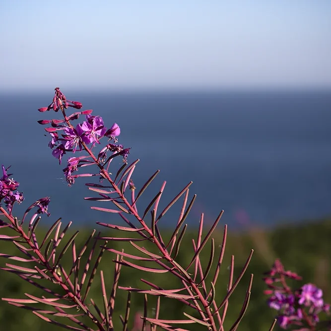 <strong>Vue Sur Mer #727</strong> <small>© Rémy SALAÜN</small>