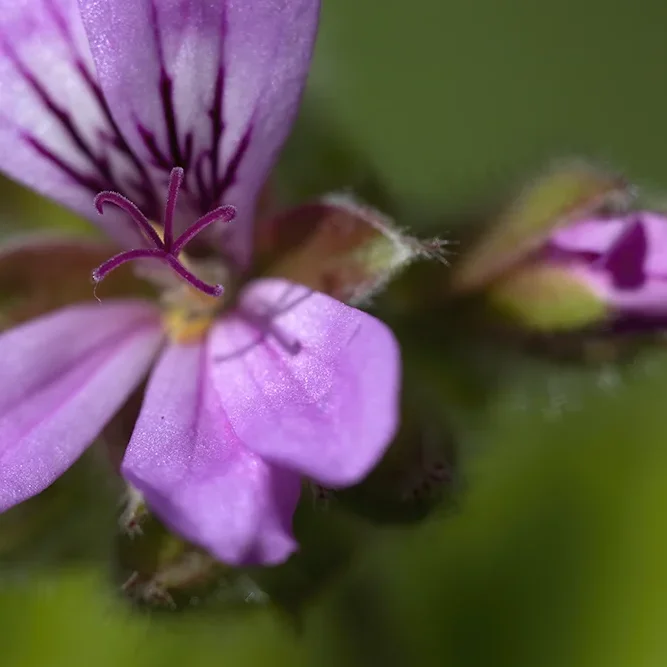 <strong>Flore #1457 - </strong> <small>© Rémy SALAÜN</small>