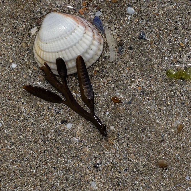 <strong>Vue Sur Mer #2582 - Lancieux | 22</strong> <small>© Rémy SALAÜN</small>