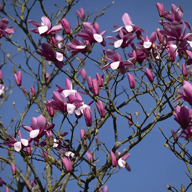 <strong>Flore #1454 - </strong> <small>© Rémy SALAÜN</small>