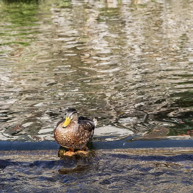 <strong>Animalité #2498 - </strong> <small>© Rémy SALAÜN</small>