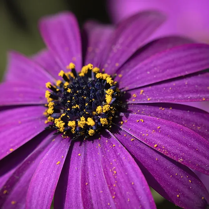 <strong>Flore #1456 - </strong> <small>© Rémy SALAÜN</small>