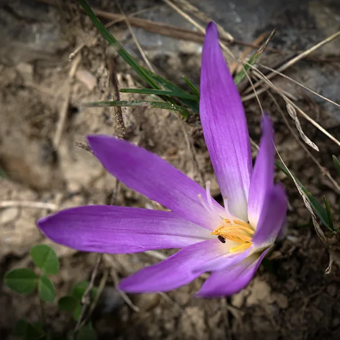 <strong>Flore #2446 - </strong> <small>© Rémy SALAÜN</small>