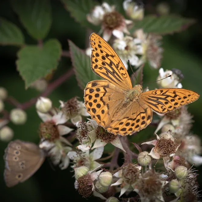 <strong>Animalité #2443 - </strong> <small>© Rémy SALAÜN</small>