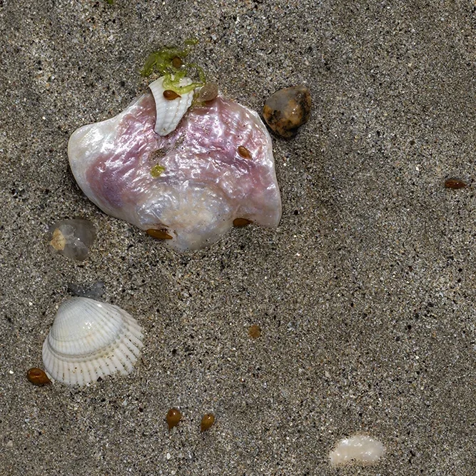 <strong>Vue Sur Mer #2583 - Lancieux | 22</strong> <small>© Rémy SALAÜN</small>