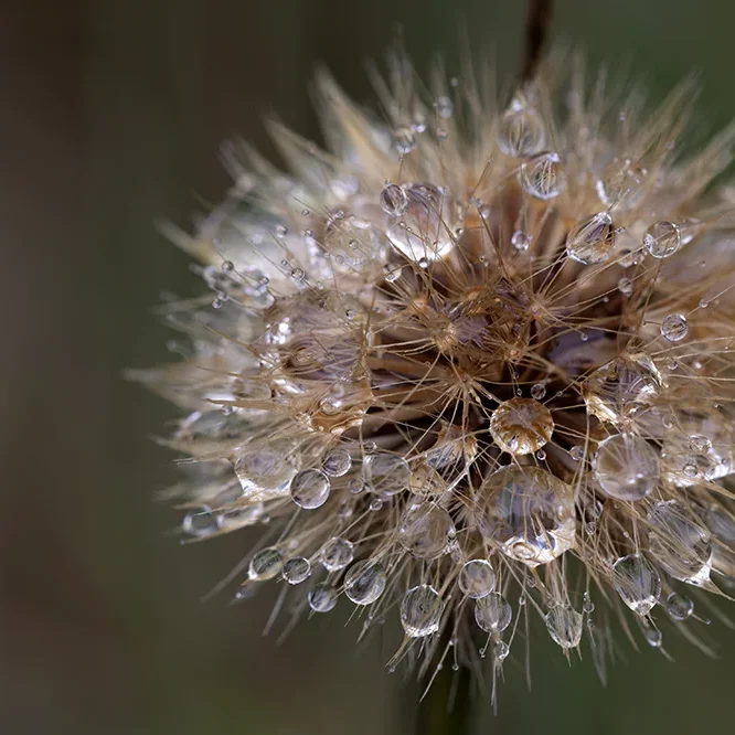 <strong>Après la Pluie #2424 - </strong> <small>© Rémy SALAÜN</small>