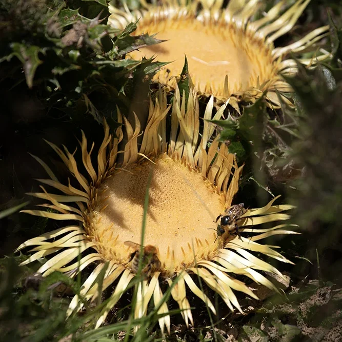 <strong>Flore #2447 - </strong> <small>© Rémy SALAÜN</small>