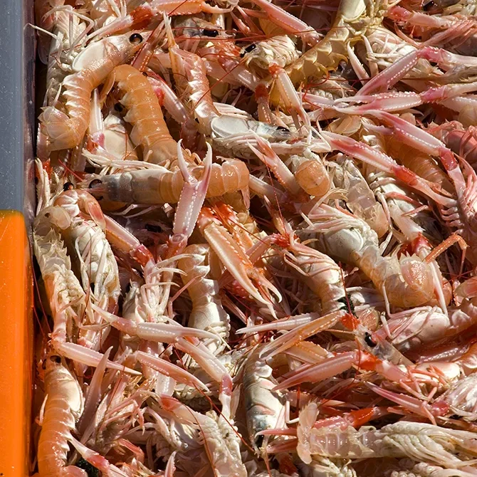 <strong>Couleurs des Ports #483 - Le Guilvinec | 29</strong> <small>© Rémy SALAÜN</small>