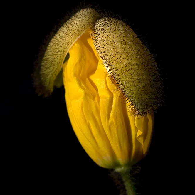 <strong>Flore #1458 - </strong> <small>© Rémy SALAÜN</small>