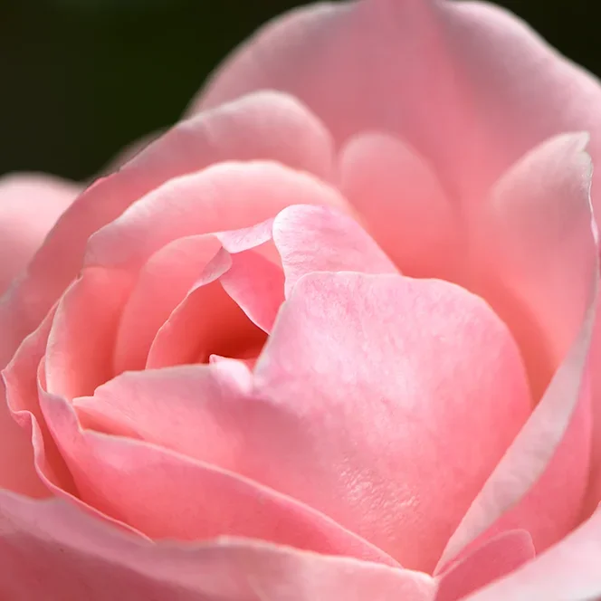 <strong>Flore #1462 - </strong> <small>© Rémy SALAÜN</small>