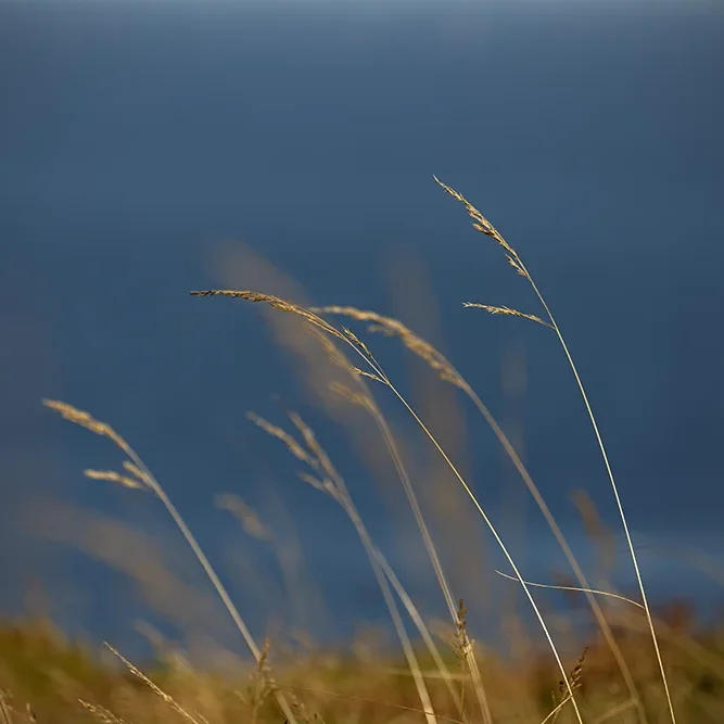 <strong>Vue Sur Mer #726</strong> <small>© Rémy SALAÜN</small>