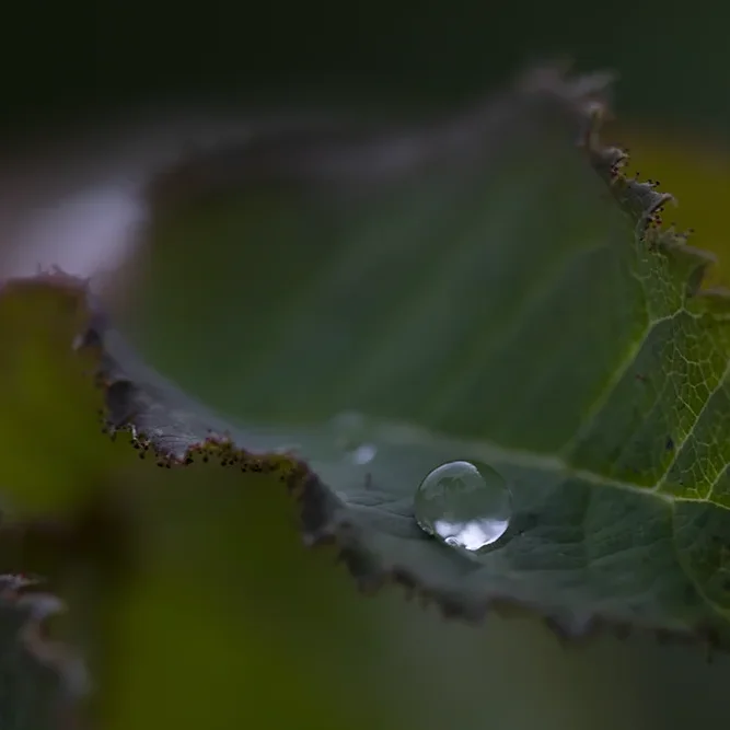 <strong>Après la Pluie #2211</strong> <small>© Rémy SALAÜN</small>