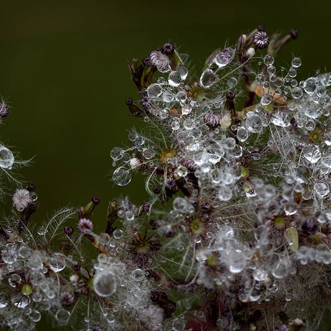 <strong>Après la Pluie #2477 - </strong> <small>© Rémy SALAÜN</small>