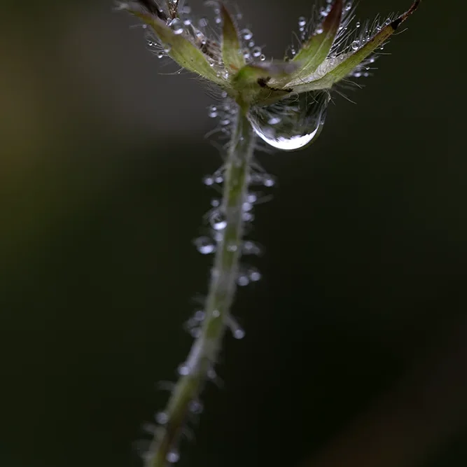 <strong>Après la Pluie #2484 - </strong> <small>© Rémy SALAÜN</small>