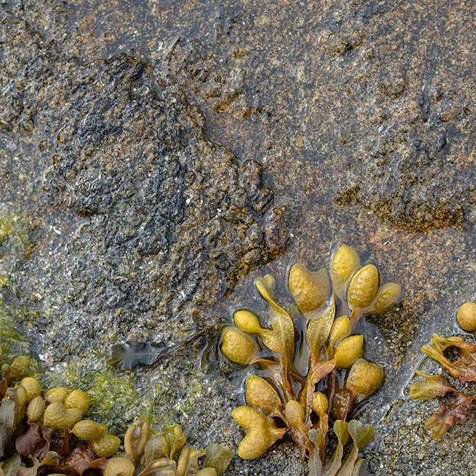 <strong>Vue Sur Mer #665</strong> <small>© Rémy SALAÜN</small>