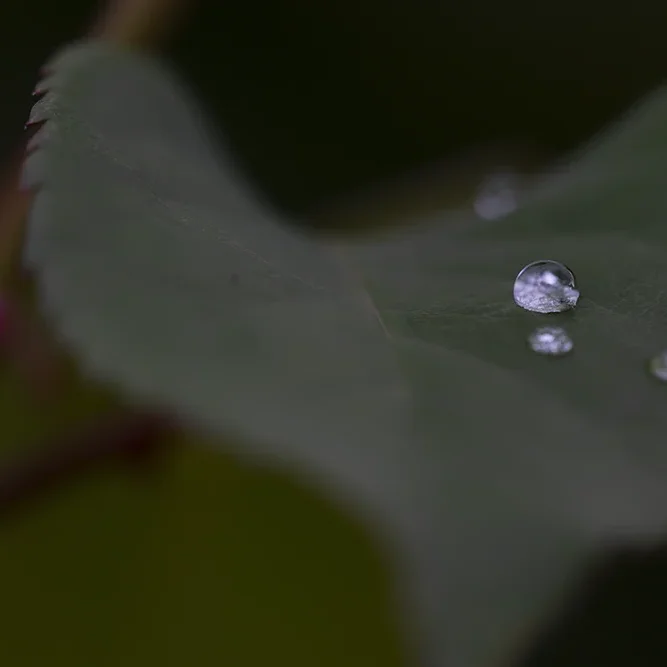 <strong>Après la Pluie #2210</strong> <small>© Rémy SALAÜN</small>