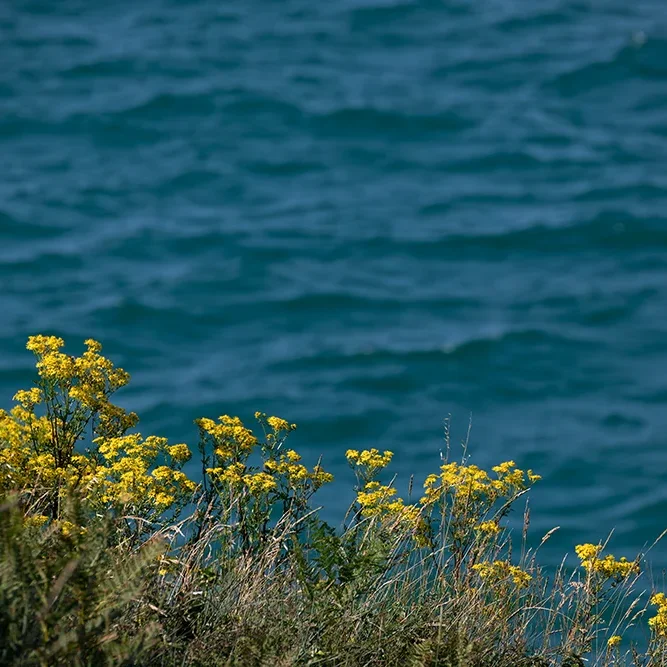 <strong>Vue Sur Mer #669</strong> <small>© Rémy SALAÜN</small>