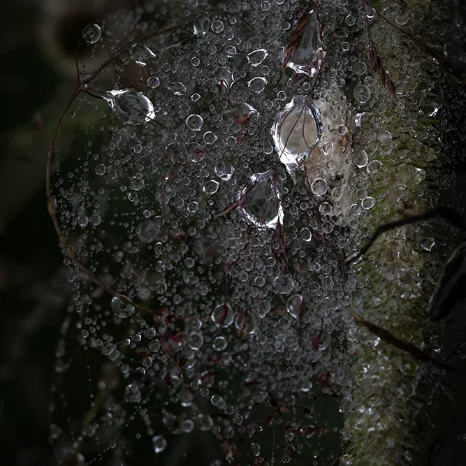 <strong>Après la Pluie #2475 - </strong> <small>© Rémy SALAÜN</small>