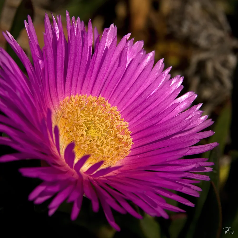 <strong>Flore #1453 - </strong> <small>© Rémy SALAÜN</small>