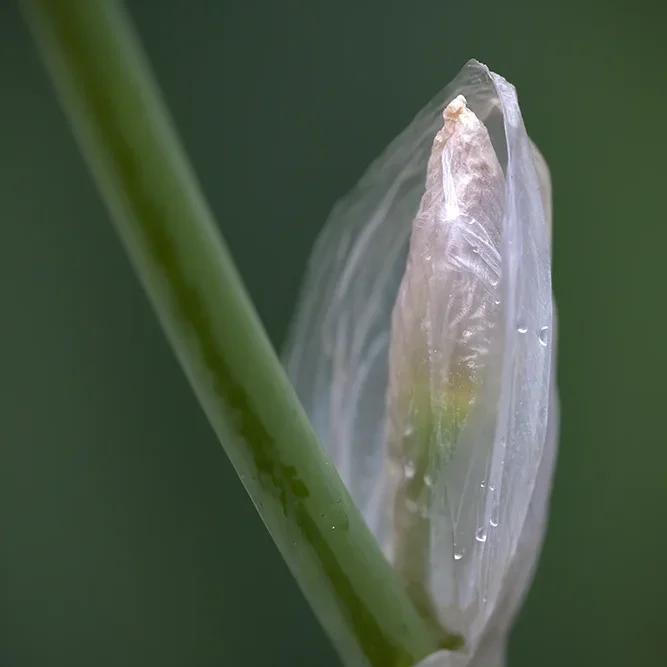 <strong>Après la Pluie #1255</strong> <small>© Rémy SALAÜN</small>