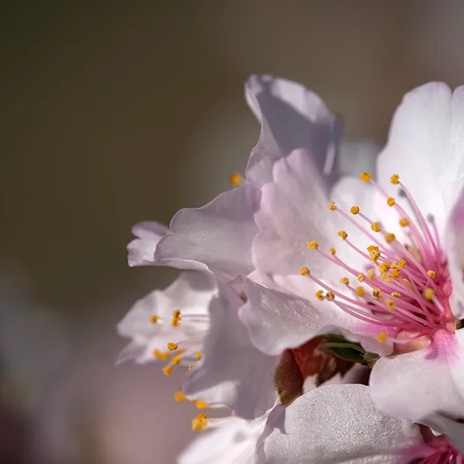 <strong>Flore #1451 - </strong> <small>© Rémy SALAÜN</small>