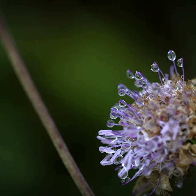 <strong>Après la Pluie #2481 - </strong> <small>© Rémy SALAÜN</small>