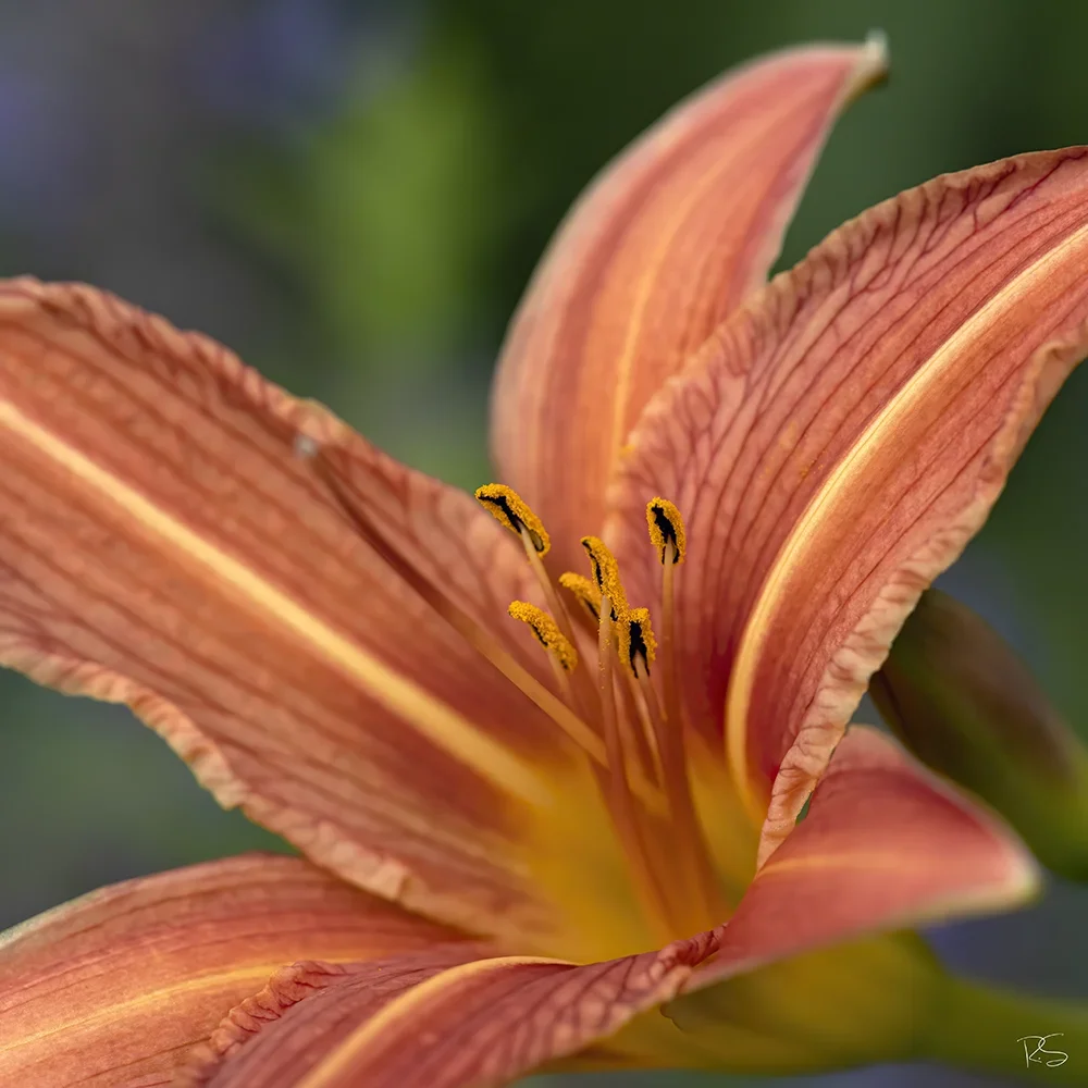 <strong>Flore #1450 - </strong> <small>© Rémy SALAÜN</small>