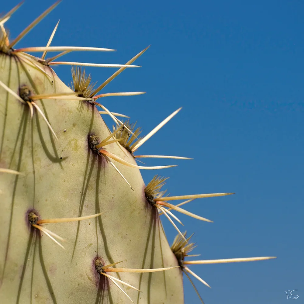 <strong>Flore #1459 - </strong> <small>© Rémy SALAÜN</small>