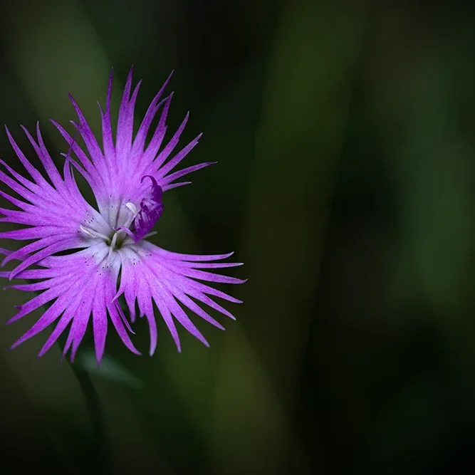 <strong>Flore #2448 - </strong> <small>© Rémy SALAÜN</small>