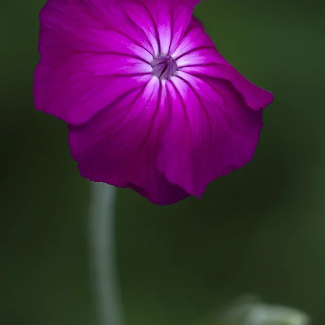 <strong>Flore #1464 - </strong> <small>© Rémy SALAÜN</small>