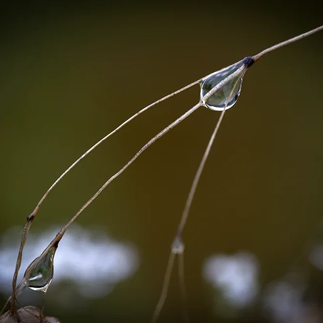 <strong>Après la Pluie #2480 - </strong> <small>© Rémy SALAÜN</small>